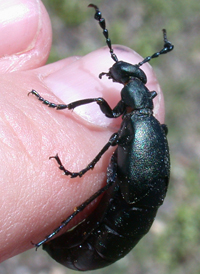 Oil Beetles
